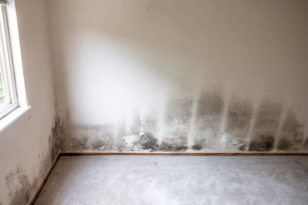 Best Comprehensive Air Testing for Mold Contaminants  in Wabasso Beach, FL